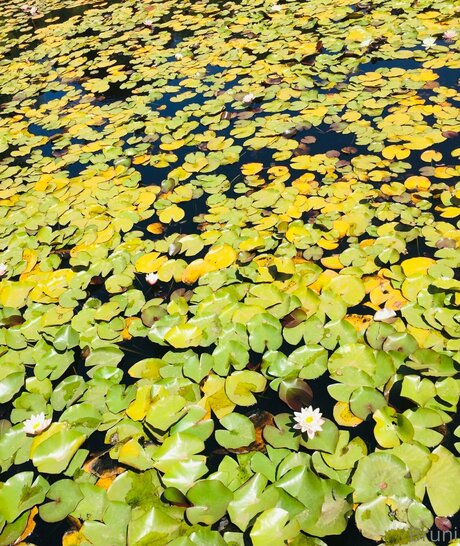 Brunabyers étoile sexy collection