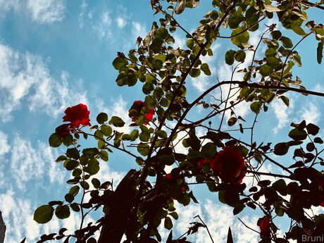 Brunabyers top star image