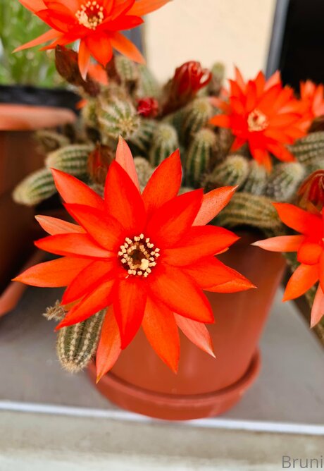 Brunabyers sexe star des photos