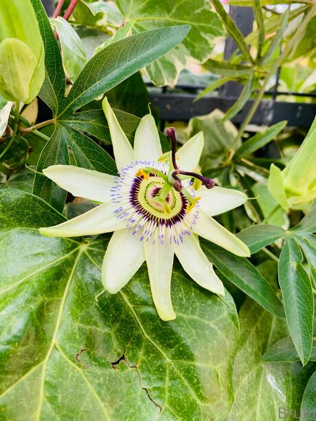 Brunabyers modèle exclusif photos