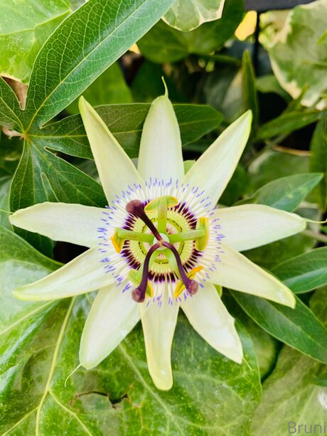 Brunabyers modèle joli collection