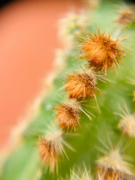 Brunabyers étoile adulte photo