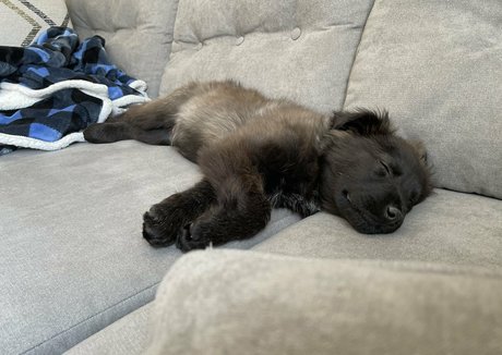 Summerreese star du porno sympa collection