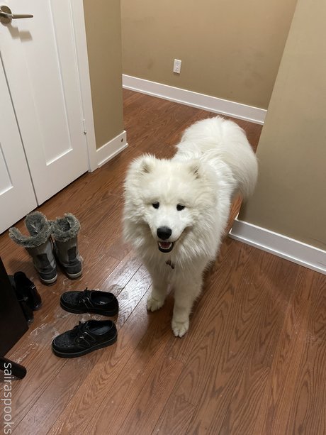 Saira Rose_ haut de star du porno images