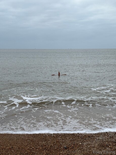 Foxyviking actrice pornographique collection