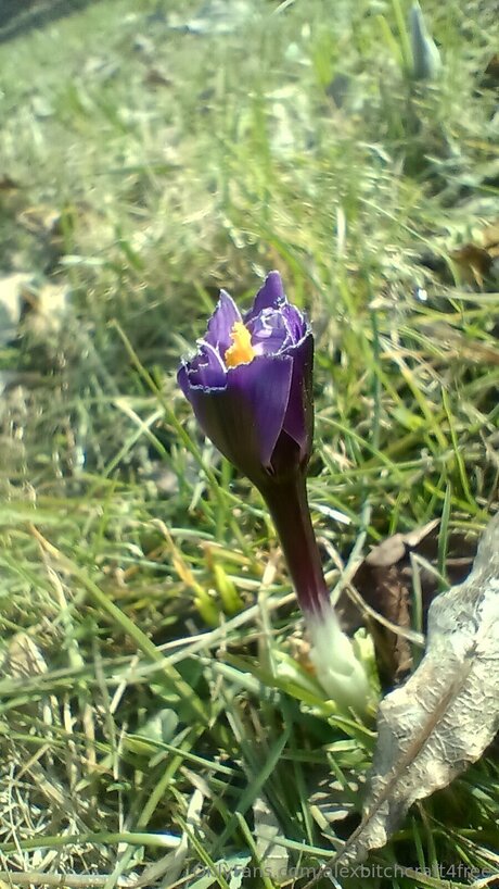 Alexbitchcraft4free star du porno de haute qualité archive