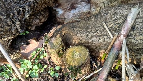 Alexbitchcraft4free étoile érotique img