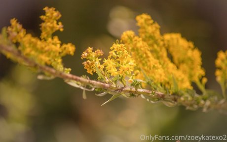 fans de gothique asiatique uniquement meilleur art images