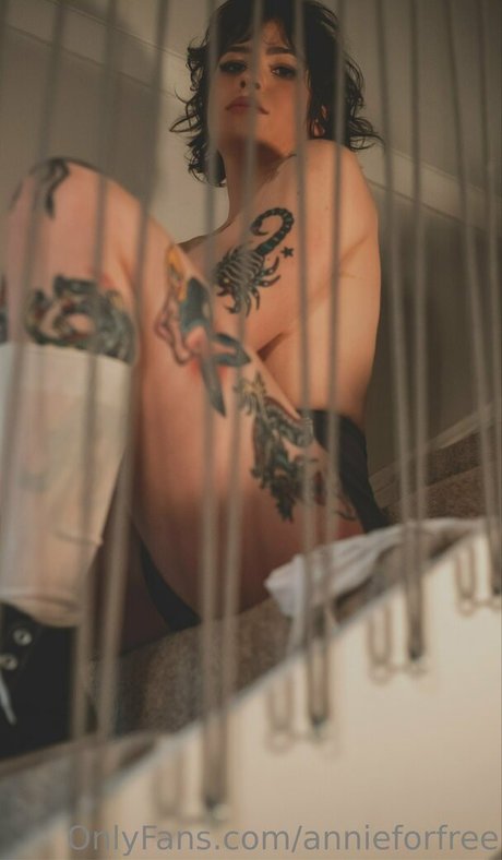 fans de chatte blanche uniquement belle hd image