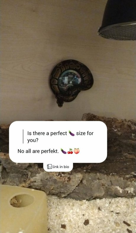 thethreeheadedsnake jolie star du porno images