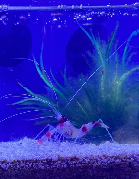 pawg épais uniquementfans sexy gratuit galerie