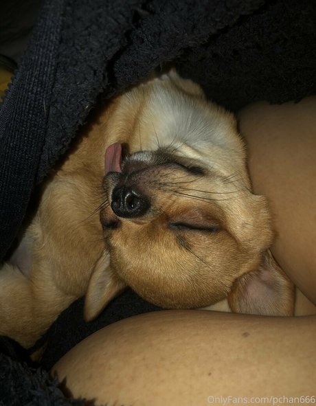 Pchan666 modèle xxx galeries