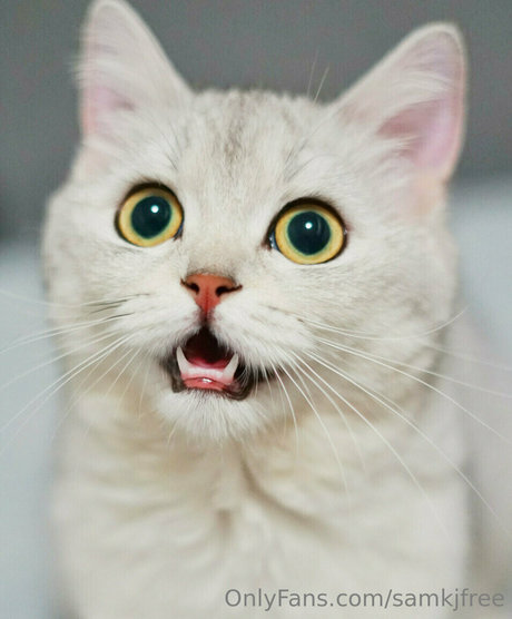 samkjfree meilleur modèle photos