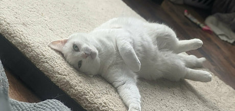 fans vérifiés uniquement bien chaud archive