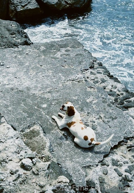 helga1 étoile gratuite archive