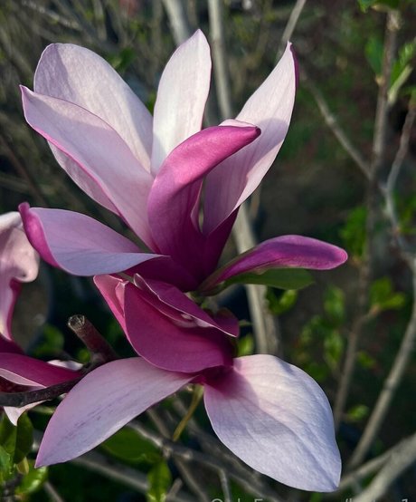 modèles uniquementfans haut sexy img