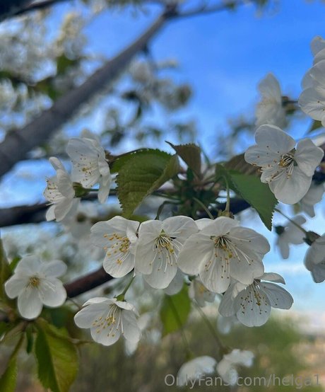 helga1 modèle de haute qualité archive
