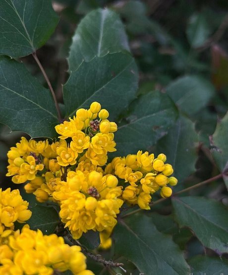 helga1 actrice collection