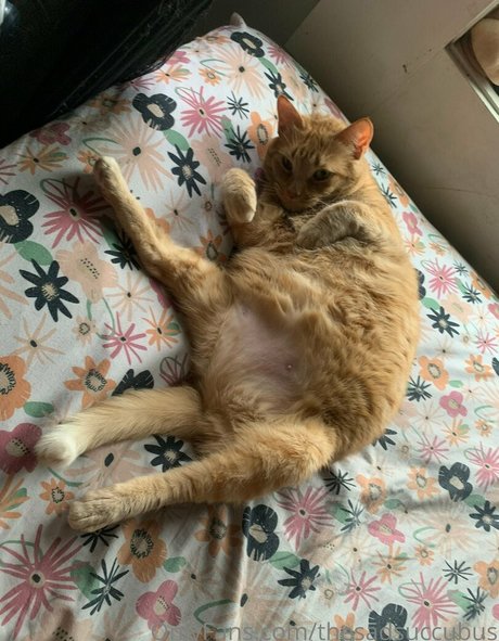 thesadsuccubus actrice pornographique photos