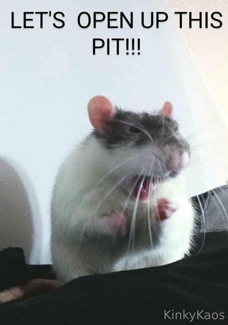 kinkykaoskings modèle artistique galeries