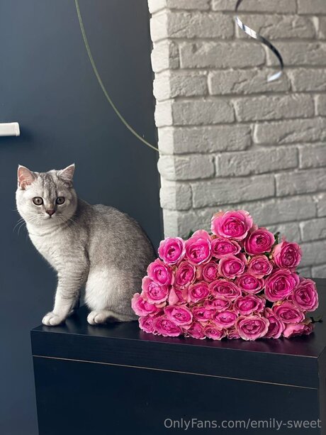 Emily Sweet étoile sexy galeries