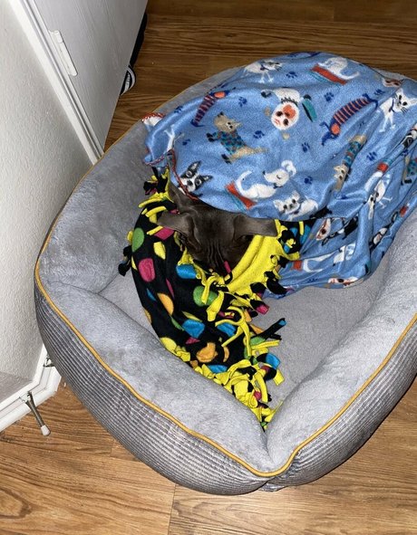 thckslutgoddess belle star du porno images