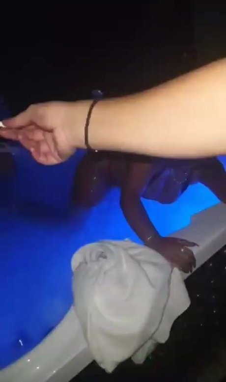 fans asiatiques maigres uniquement xxx adulte collection