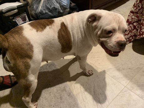 The Megalodon XL mannequin images