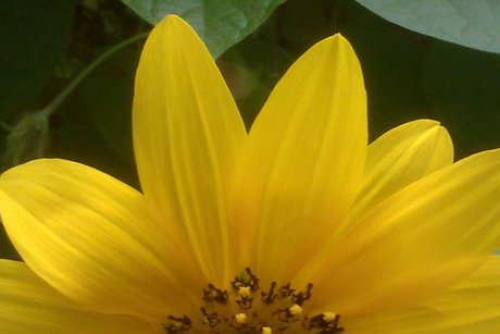 Mo Mouse82 art modèle des photos