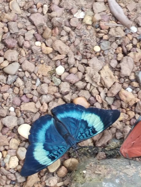 Niyin star du sexe images