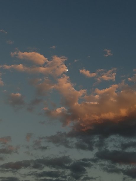 Petite Carnade étoile image