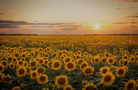 Patty belle actrice photos