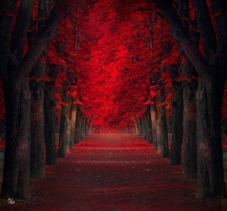 Random Aussie modèle parfait img