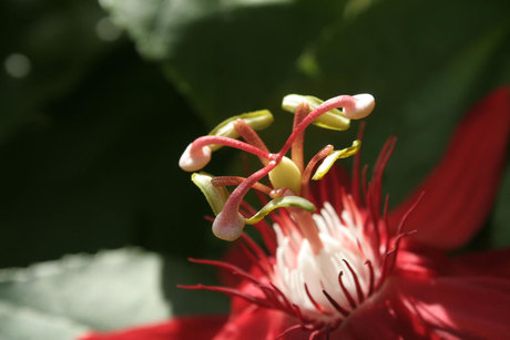 Baby Sugarpills étoile exclusive des photos