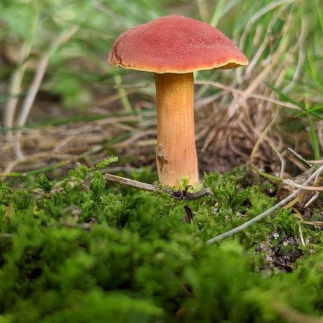 Masturchiefing actrice des photos