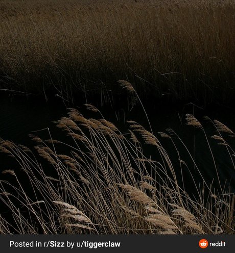 Bella Grey modèle parfait photo