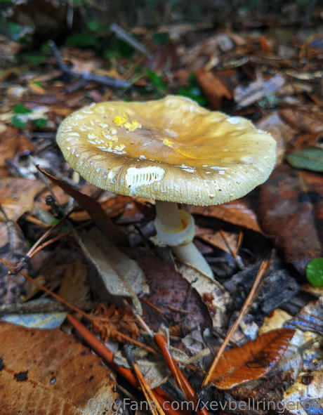 xevbellringer69 modèle joli images