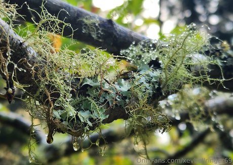 xevbellringer69 modèle gratuit img