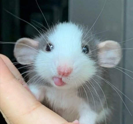 softbunnyrae star du porno gratuite images