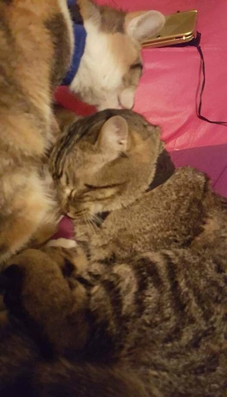 sqregina étoile érotique archive