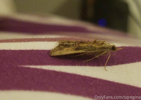 sqregina art modèle photos