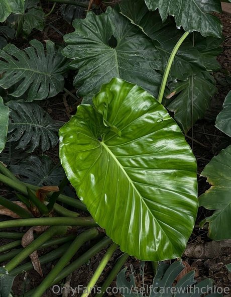 selfcarewithchloe haut modèle collection