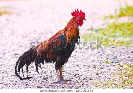 Big Jim modèle artistique image