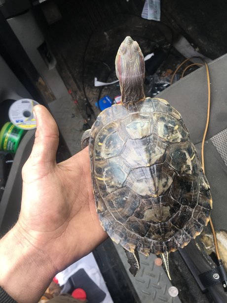 Stev o star exclusive archive