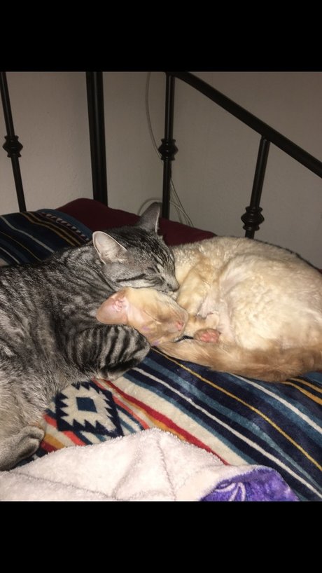 Jiggy Cat Tribe asmr_ art star du porno collection