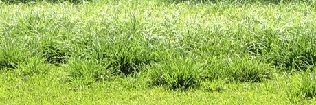 Bigwill étoile des photos