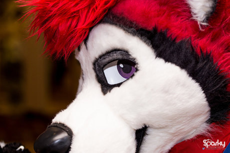 Cenny After Bark_ étoile de haute qualité collection