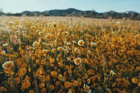 Minu foxy_ actrice hd collection