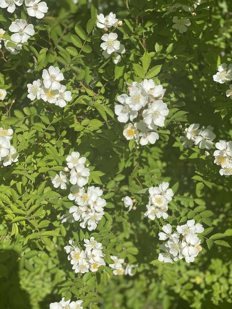 _JAZ modèle sympa photo