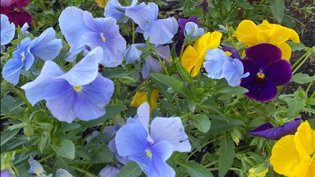 _mixi_ étoile gratuite photo